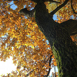 Oak Tree by Arand