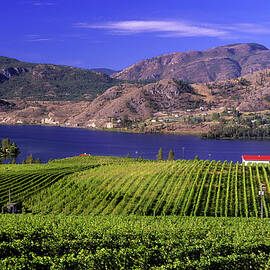 Okanagan Valley Vineyard by Laughingmango
