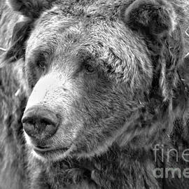 Old Yellowstone Sow Black And White by Adam Jewell