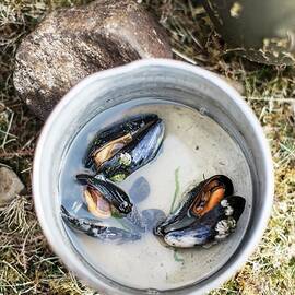 Open Mussels In Cooking Water by Helen Cathcart