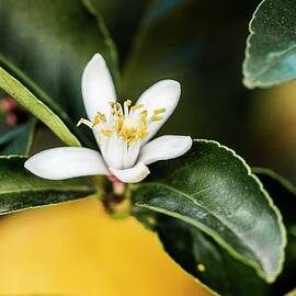 Orange Blossom by Antonino Bartuccio