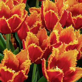 Orange Fringe Tulips by Louis Dallara