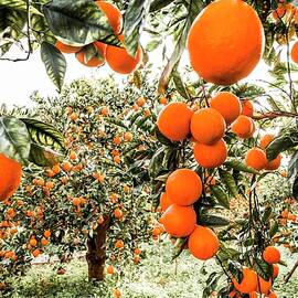 Orange Groves by Alessandro Saffo