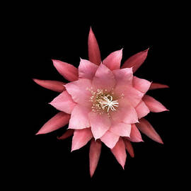 Orchid Cactus Flower Epiphyllum Hybrid by Mike Hill