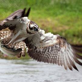 Osprey Catching Fish by Luigi Piccirillo