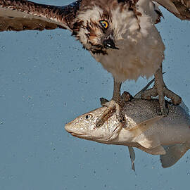 Osprey Morning Catch Up Close by Susan Candelario