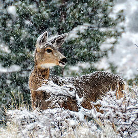 Out In The Storm by Vanessa Mccauley