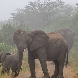 Out of the Fog in Hluhluwe by Marcy Wielfaert