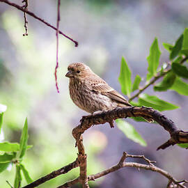 Out on a Limb by KC Hulsman
