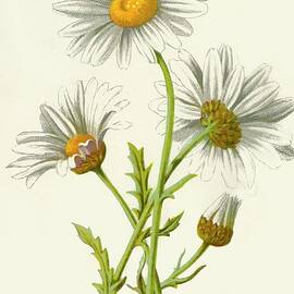 Ox-eye Daisy by Print Collector