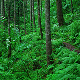 Pacific Crest Trail In A Green Forest by Zeb Andrews
