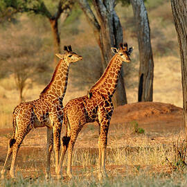 Pair Of Juvenile Giraffes At Sunset by Adam Jones