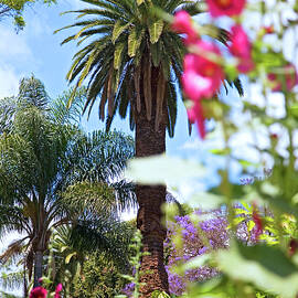 Palm Tree And Flowers In Jardim Municipal, Madeira Island, Funchal, Portugal by Jalag / Walter Schmitz