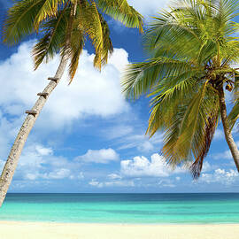 Palm Trees At A Tropical Beach In The by Cdwheatley