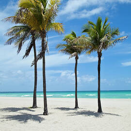 Palm Trees Casting Shadows On A Beach by Drnadig