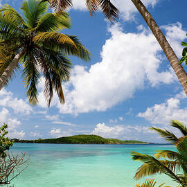 Palm Trees On A Beach In The Virgin by Cdwheatley
