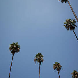 Palm Trees by Tuan Tran