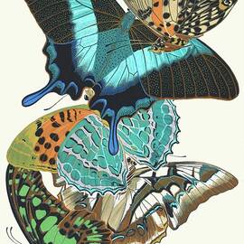 Papillons, Pl. 13 by Emile-allain Seguy
