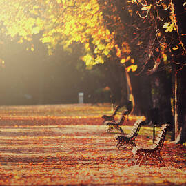 Park Benches In Fall by Julia Davila-lampe