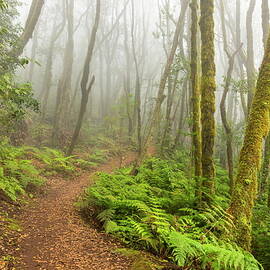 Path In Forest by Reinhard Schmid