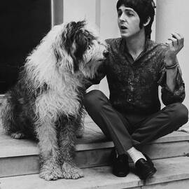 Paul Mccartney And His Dog Martha by Keystone-france