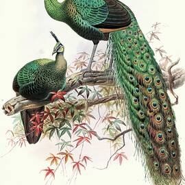 Pavo Muticus by Joseph Smit