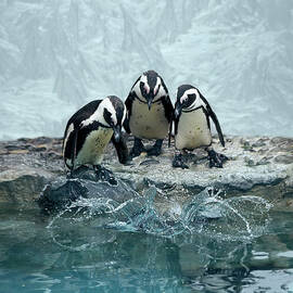 Penguins by Fotografias De Rodolfo Velasco