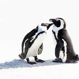 Penguins, South Africa by Richard Taylor
