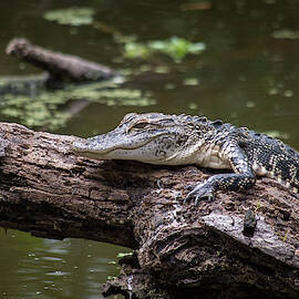 Perched Gator by Joe Leone