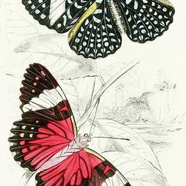 Peridromia Arethusa, Peridromia Amphinome by James Duncan