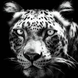 Persian Leopard by Andrew Davies