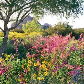 Phoenix Botanical Gardens by Richard Felber