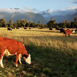 Picturesque Landscape With Cattle In by Stevegeer