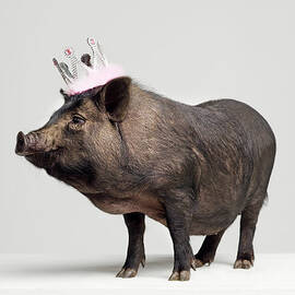 Pig With Toy Crown On Head, Studio Shot Zip Pouch by Roger Wright