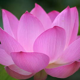 Pink Backlit Lotus - Largest Collection by Narcisa