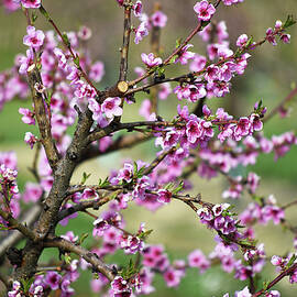 Pink Blossom On Branch Of Nectarine Tree by Christine Gillé