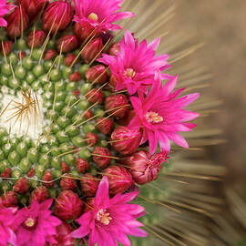 Pink Cactus Flower In Full Bloom by Zepperwing