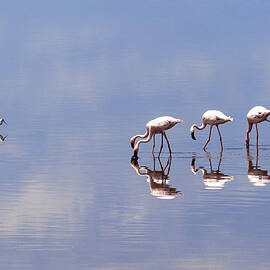 Pink Flamingos Drinking by Bruno Cossa