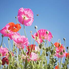 Pink Flowers Against Blue Sky Jigsaw Puzzle by Design Pics craig