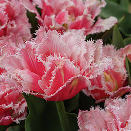 Pink Fringe Tulips by Louis Dallara