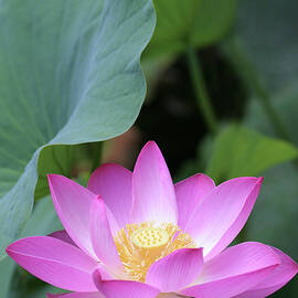 Pink Lotus Under Green Leaves by Narcisa