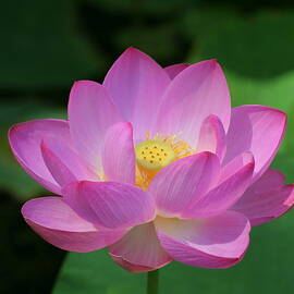 Pink Lotus - Vertical Composition by Narcisa