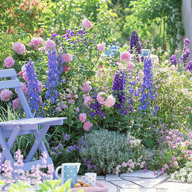 Pink 'mary Rose', Delphinium Magic Fountain by Friedrich Strauss