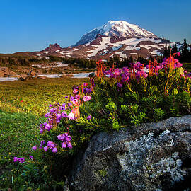 Pink Mountain-heather In Spray Park by Ed Leckert
