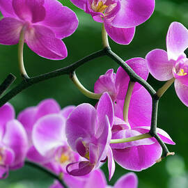Pink Orchids High Resolution Picture by Zepperwing