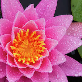 Pink Petals In The Rain  by Jeff Sinon