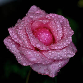 Pink Rose And Rain Drops by Lal