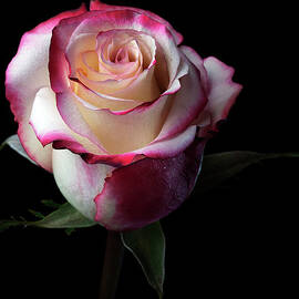 Pink Rose by Iwan Tirtha