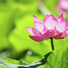 Pink Sacred Lotus by Narcisa
