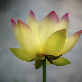 Pink Tipped Lotus by Jean Noren